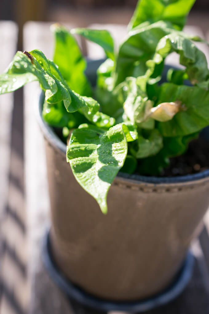 Crispy Wave Plant Care and Troubleshooting - Yup, it's Vegan