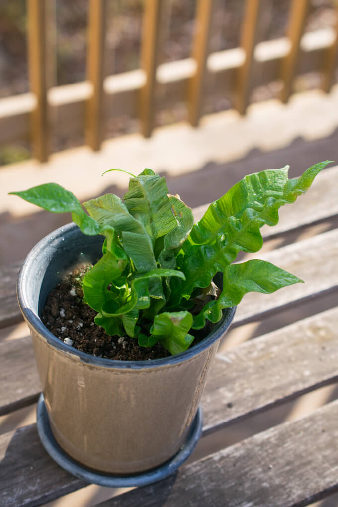 A potted crispy wave fern on a wooden table